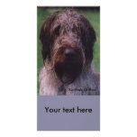 Korthals Griffon - Tsjip portrait Photo Cards