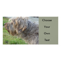 Korthals Griffon - Tsjip smelling fowl Photo Greeting Card