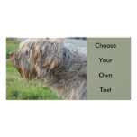 Korthals Griffon - Tsjip smelling fowl Photo Greeting Card