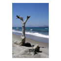 Kos Tree posters