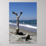 Kos Tree posters