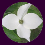 Kousa Dogwood Blossom
