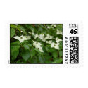Kousa Dogwood Stamp