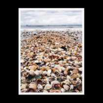 Krabi Thailand | Seashells on the Seashore Postcar postcards