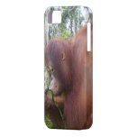 Krista Orangutan in Borneo Rainforest casemate cases