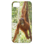 Krista Orangutan in Borneo Rainforest casemate cases