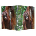 Krista Orangutan school supplies binders