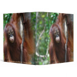 Krista Orangutan school supplies binders