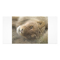 Kruger Lion photo cards