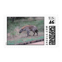 Kruger National Park - Hyena postage