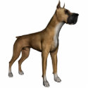 KRW Great Dane photo sculptures