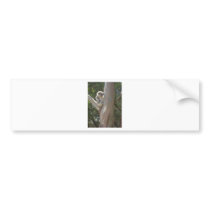 Kuala Bumper Sticker