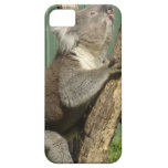 Kuddly Koalas in Australia iPhone 5 Cases