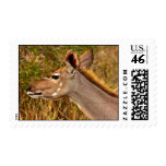 Kudu Female - Postage Stamp
