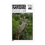 Kudu postage