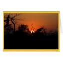 Kudu Sunset cards by pshaw_photo Kudu Sunset cards