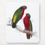 Kuhl’s Parrakeet by Edward Lear Mousemat