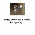 Kung Fu cat t-shirts