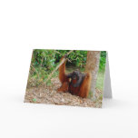Kusasi, Famous Orangutan King at Camp Leakey cards