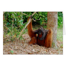 Kusasi, Famous Orangutan King at Camp Leakey Greeting Cards