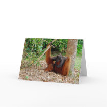 Kusasi, Orangutan King cards