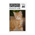 Kute Kitten postage