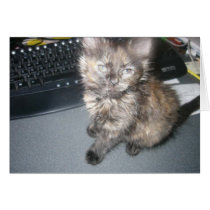 KuteKittee cards