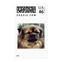 Kyle Stamps