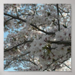 Kyoto Cherry Blossoms Poster