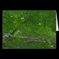 kyoto maple tree cards