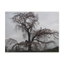 Kyoto Sakura Tree, Japan postcards