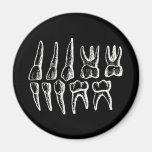 La anatomía del gris - dientes imán de frigorífico