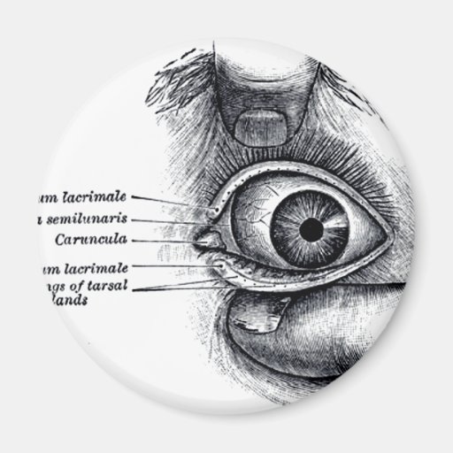 La anatomía del gris - globo del ojo imanes para frigoríficos
