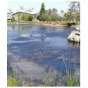 La Brea Tarpits Ponds Museums t-shirts
