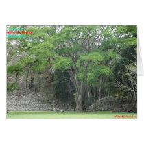 La Ceiba Tree at Las Ruinas de Copan Greeting Cards