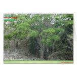 La Ceiba Tree at Las Ruinas de Copan cards