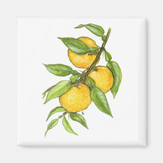 La colección de Yuzu Imán