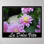 La Dolce Vita Dahlias Poster posters