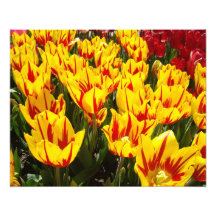 La fotografía imprime festival de las flores del t