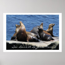 La Jolla Cove Sea Lions Print