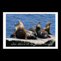 La Jolla Cove Sea Lions posters