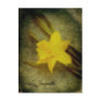La Jonquille Postcard