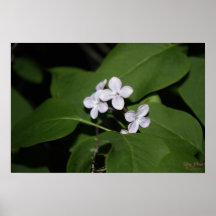 La lila florece el poster