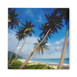 La Samana Peninsula, Dominican Republic, Magnet
