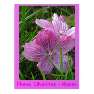 La Tarjeta Postal - Flores Silvestres - Rosas