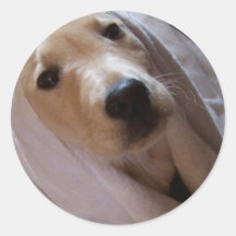 Lab pup in towel round stickers
