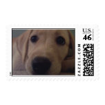 Lab pup postage