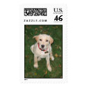 Lab Puppy postage by MarroniOcchi Lab Puppy postage