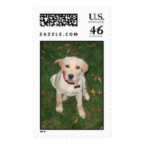 Lab Puppy postage by MarroniOcchi Lab Puppy postage