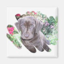 Lab Puppy Square Magnet
